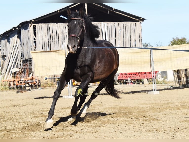 PRE Klacz 5 lat 160 cm Kara in Provinz Granada