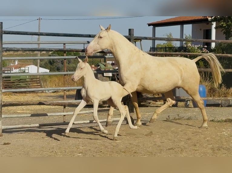 PRE Klacz 5 lat 161 cm Cremello in Santa Marta