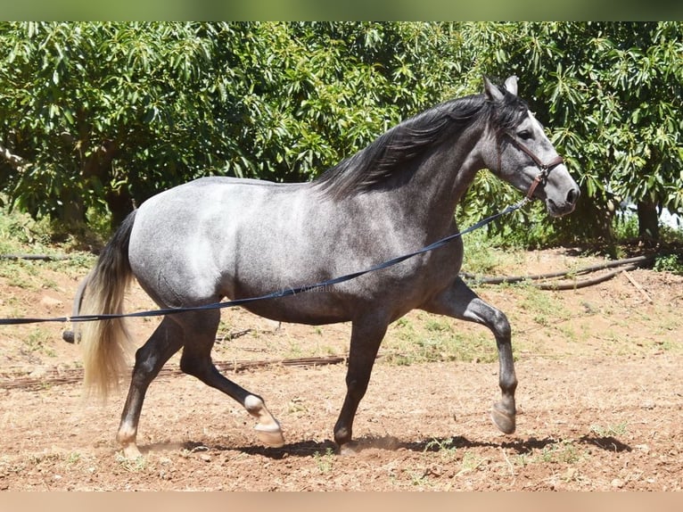 PRE Klacz 5 lat 161 cm Siwa in Provinz Malaga
