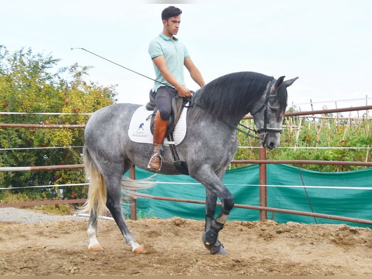 PRE Klacz 5 lat 161 cm Siwa in Provinz Malaga