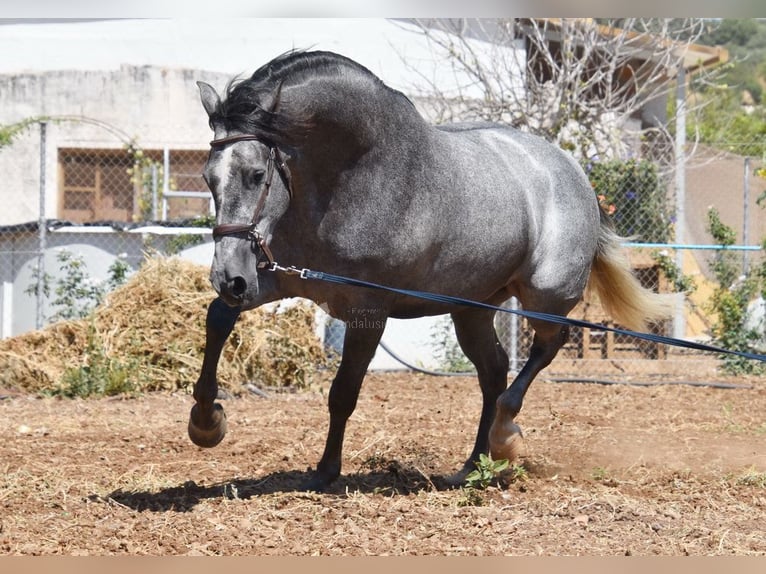 PRE Klacz 5 lat 161 cm Siwa in Provinz Malaga