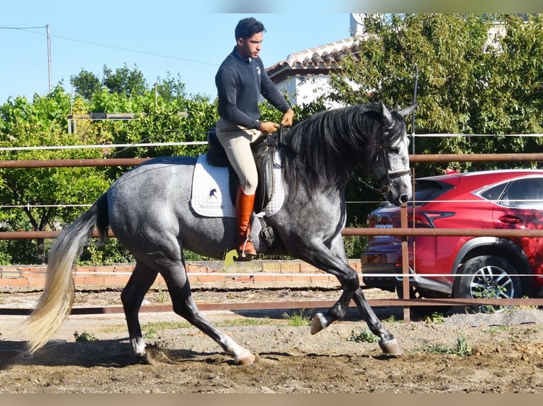PRE Klacz 5 lat 161 cm Siwa in Provinz Malaga