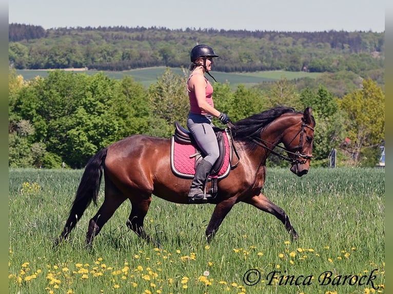 PRE Mix Klacz 5 lat 162 cm Gniada in Wiebelsheim