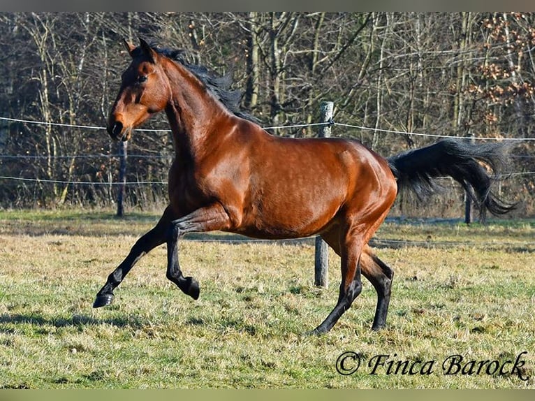 PRE Klacz 5 lat 162 cm Gniada in Wiebelsheim