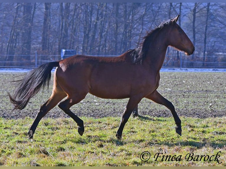 PRE Klacz 5 lat 162 cm Gniada in Wiebelsheim