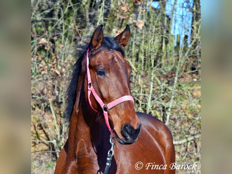 PRE Klacz 5 lat 162 cm Gniada in Wiebelsheim