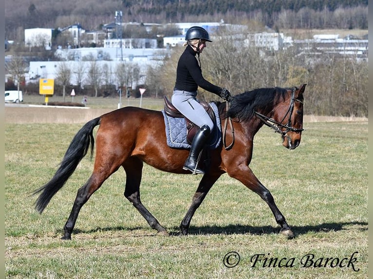 PRE Klacz 5 lat 162 cm Gniada in Wiebelsheim