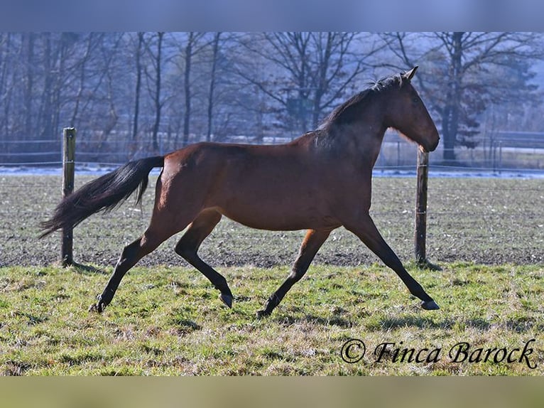 PRE Klacz 5 lat 162 cm Gniada in Wiebelsheim