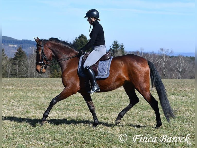 PRE Klacz 5 lat 162 cm Gniada in Wiebelsheim