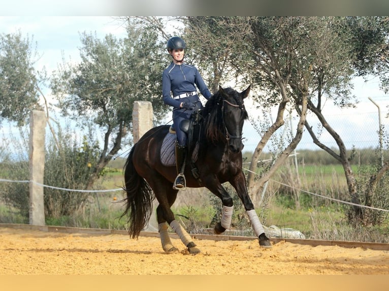 PRE Klacz 5 lat 162 cm Kara in Carmona