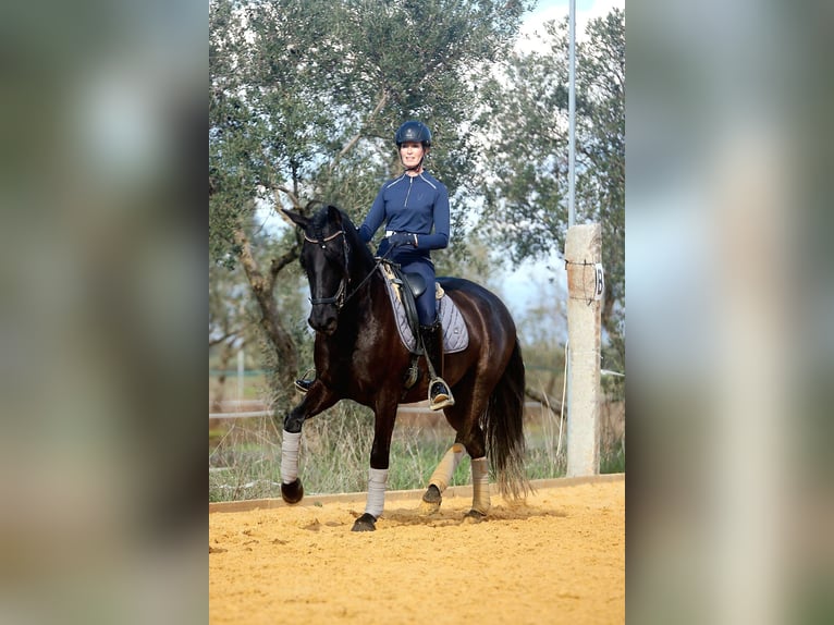 PRE Klacz 5 lat 162 cm Kara in Carmona