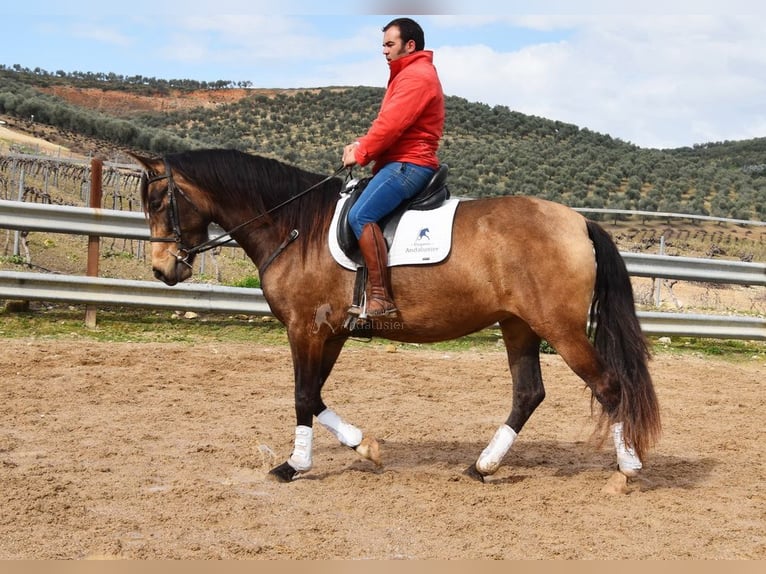 PRE Klacz 5 lat 165 cm Bułana in Provinz Cordoba
