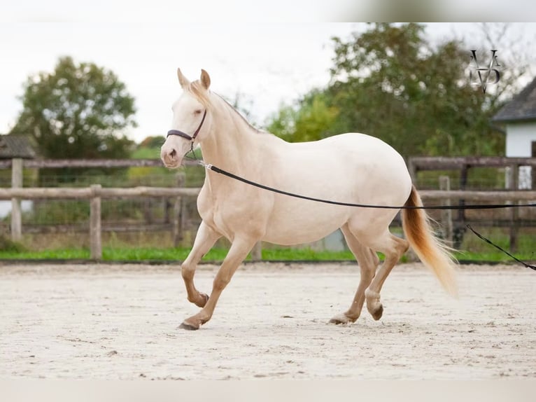 PRE Klacz 5 lat 165 cm Cremello in LA VESPIÈRE
