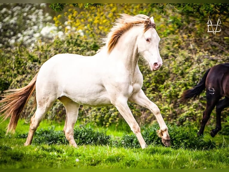 PRE Klacz 5 lat 165 cm Cremello in LA VESPIÈRE