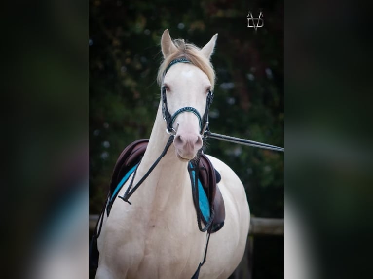PRE Klacz 5 lat 165 cm Cremello in LA VESPIÈRE