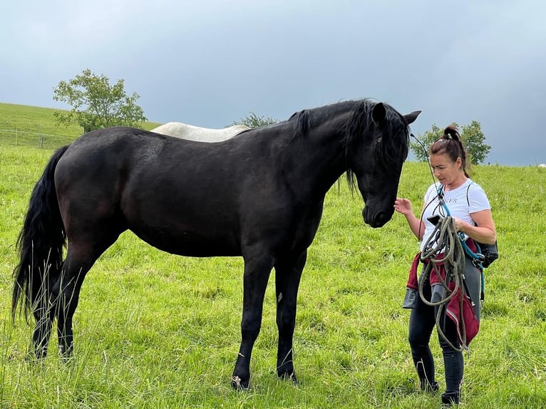 PRE Klacz 5 lat 165 cm Kara in Ollersbach