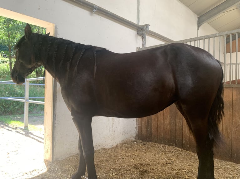 PRE Klacz 5 lat 165 cm Kara in Ollersbach