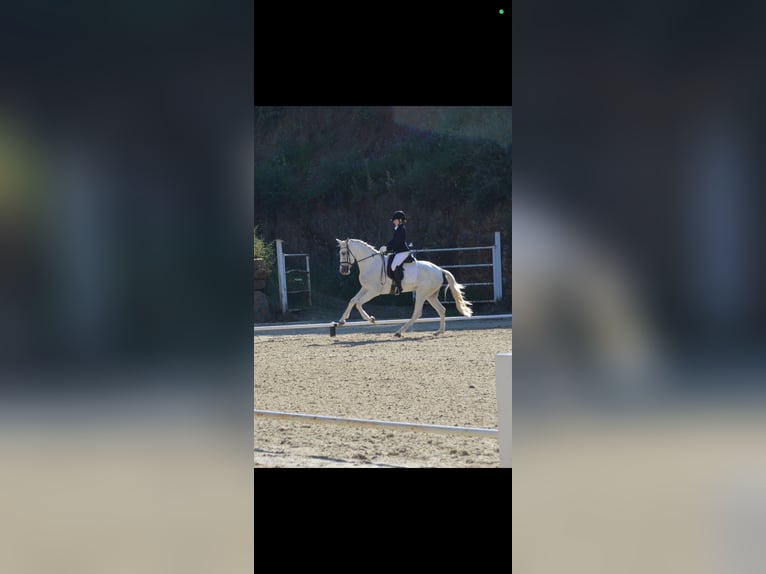 PRE Klacz 5 lat 165 cm Siwa in Benalmadena (Pueblo)