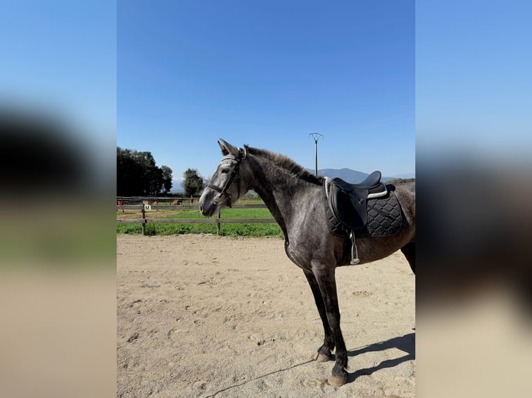 PRE Mix Klacz 5 lat 165 cm Siwa in Pins, Els (Banyoles)
