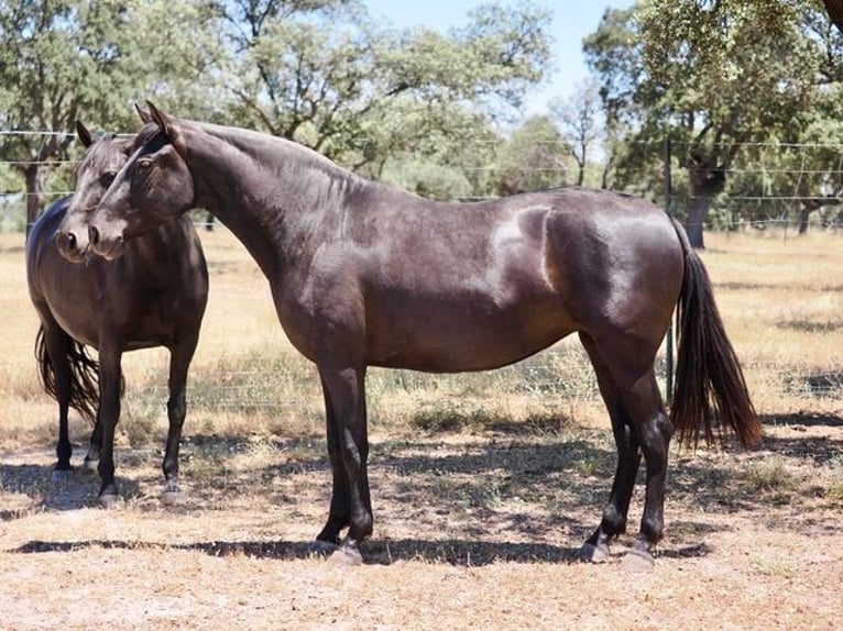 PRE Mix Klacz 5 lat 167 cm Kara in Navas Del Madroño