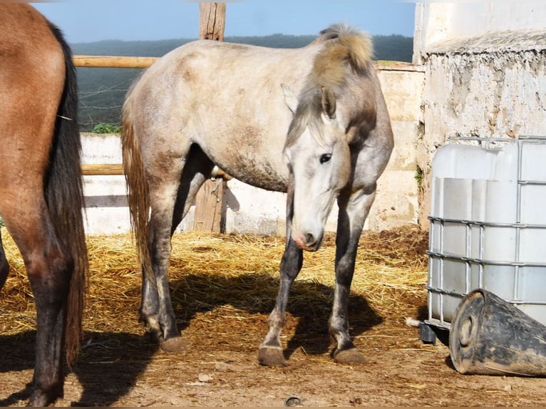 PRE Klacz 5 lat 167 cm Siwa in Provinz Malaga