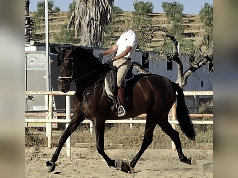 PRE Klacz 5 lat 169 cm Kara in Seville