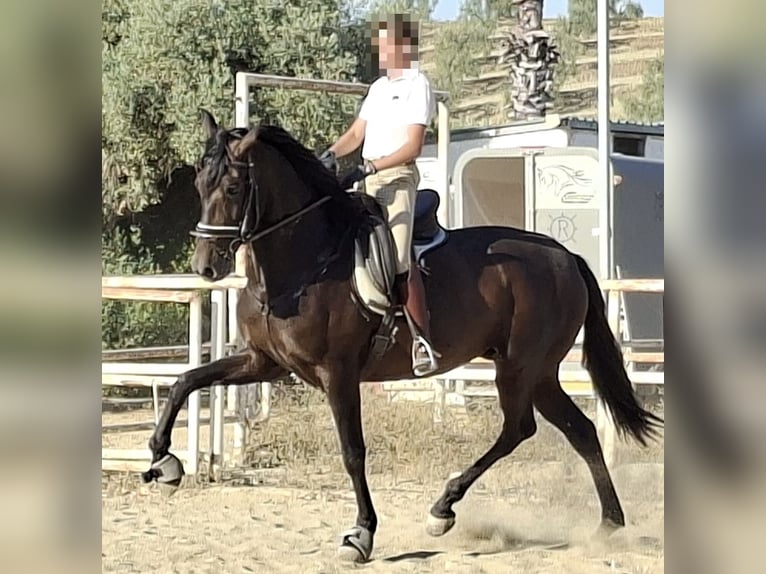 PRE Klacz 5 lat 169 cm Kara in Seville