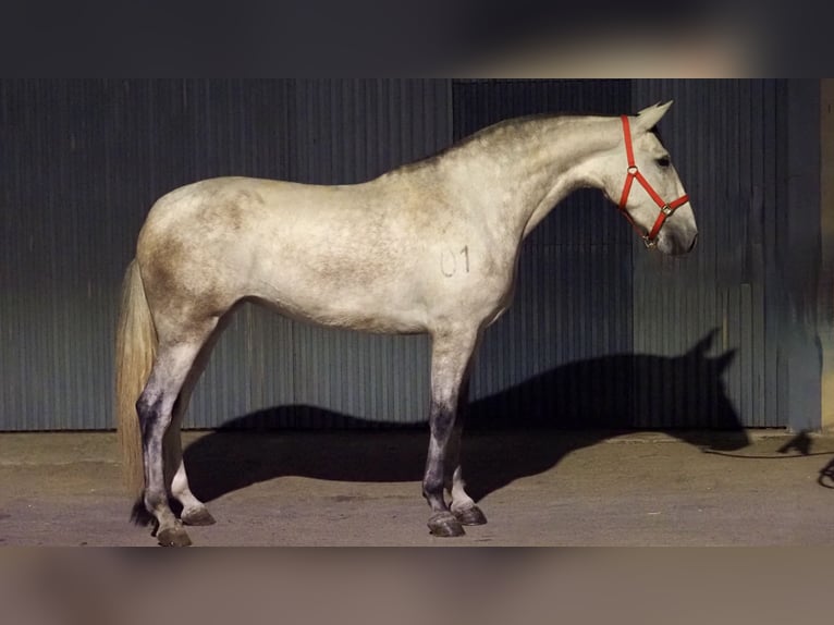 PRE Mix Klacz 5 lat 170 cm Siwa in NAVAS DEL MADRONO