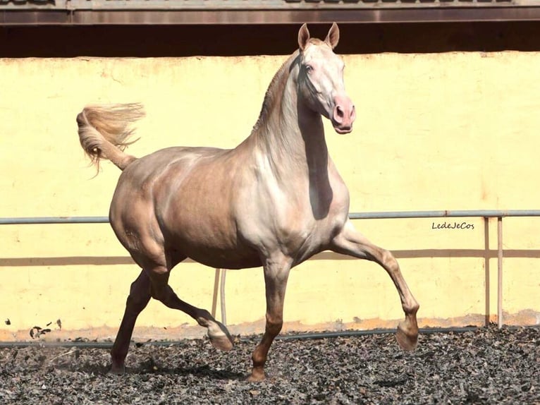 PRE Mix Klacz 5 lat 171 cm Perlino in Navas Del Madroño