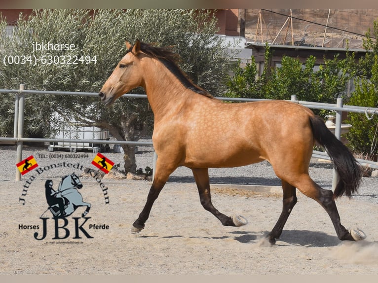 PRE Mix Klacz 5 lat 173 cm Bułana in Tabernas