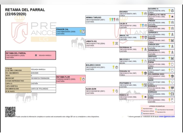 PRE Klacz 5 lat Gniada in Berlin