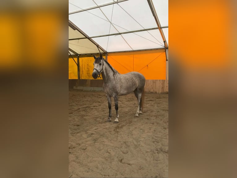 PRE Mix Klacz 6 lat 151 cm Siwa jabłkowita in Reda