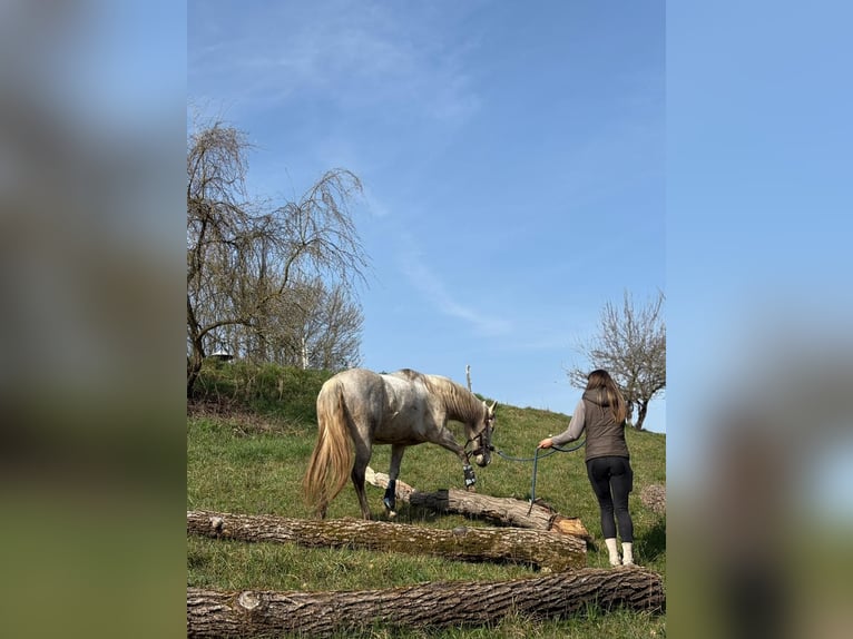 PRE Klacz 6 lat 155 cm Siwa in Fischbachtal