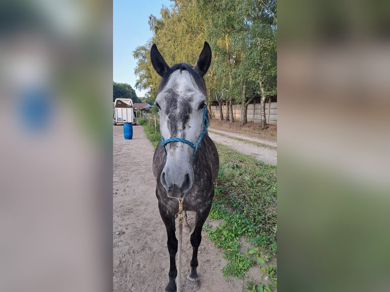 PRE Mix Klacz 6 lat 155 cm Siwa in Landegem PRE Mix Klacz 6 lat 155 cm Siwa in Landegem