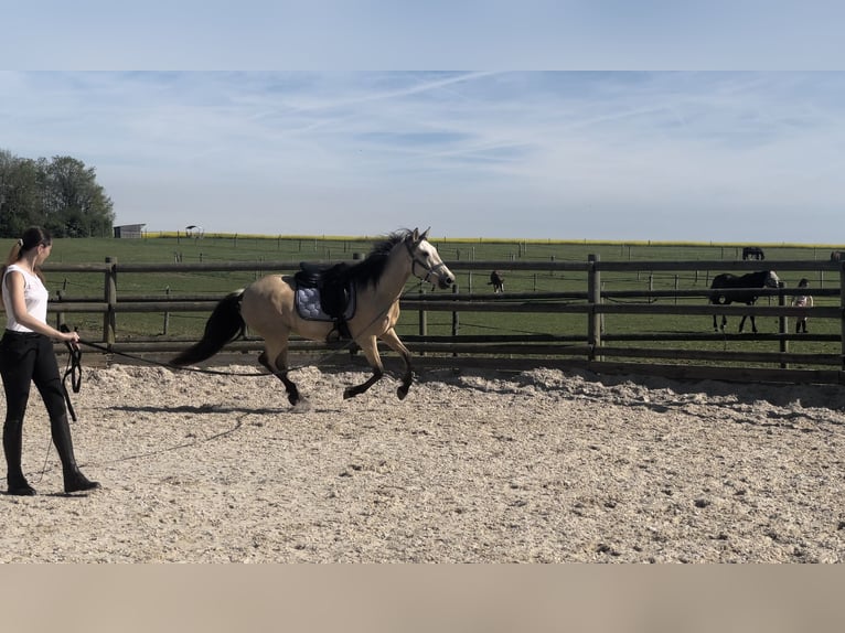 PRE Mix Klacz 6 lat 160 cm Bułana in Lorrez-le-Bocage-Préaux