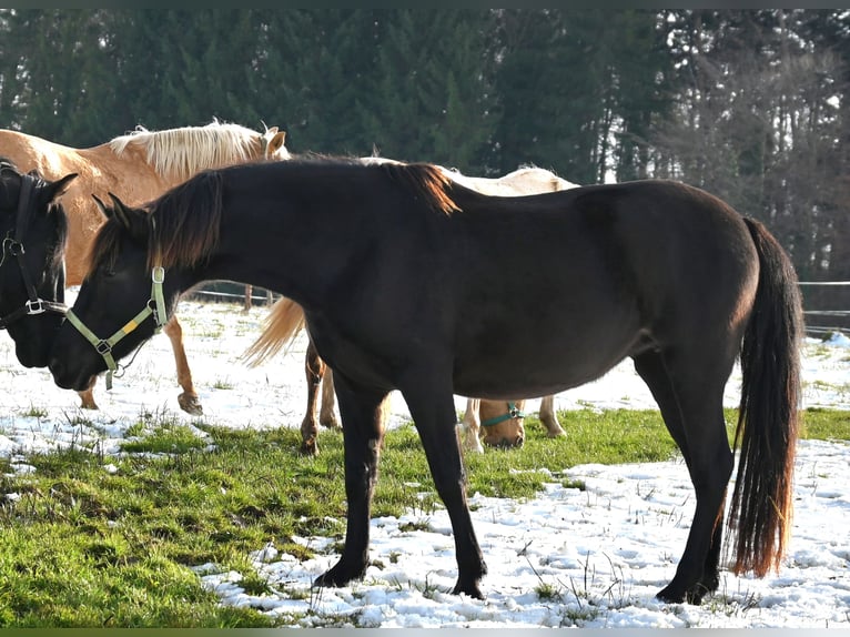 PRE Klacz 6 lat 160 cm Kara in Klettgau