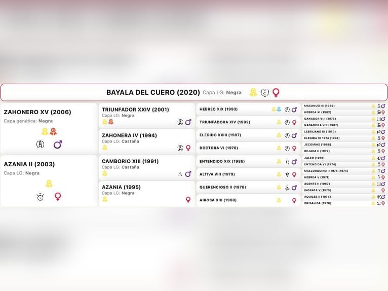 PRE Klacz 6 lat 162 cm Kara in Freidorf