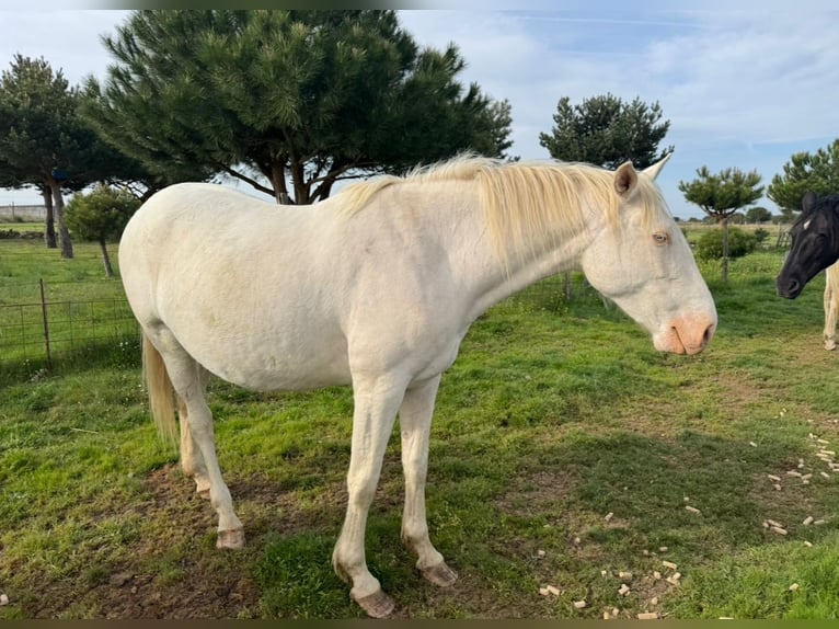 PRE Mix Klacz 6 lat 162 cm Perlino in Ávila
