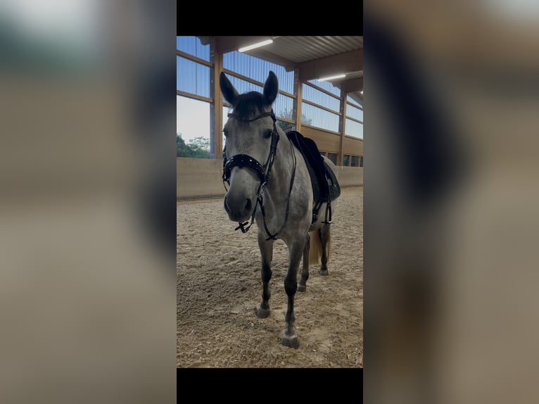 PRE Klacz 6 lat 162 cm Siwa jabłkowita in Cuxhaven