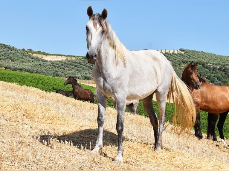 PRE Klacz 6 lat 162 cm Siwa in Provinz Cordoba