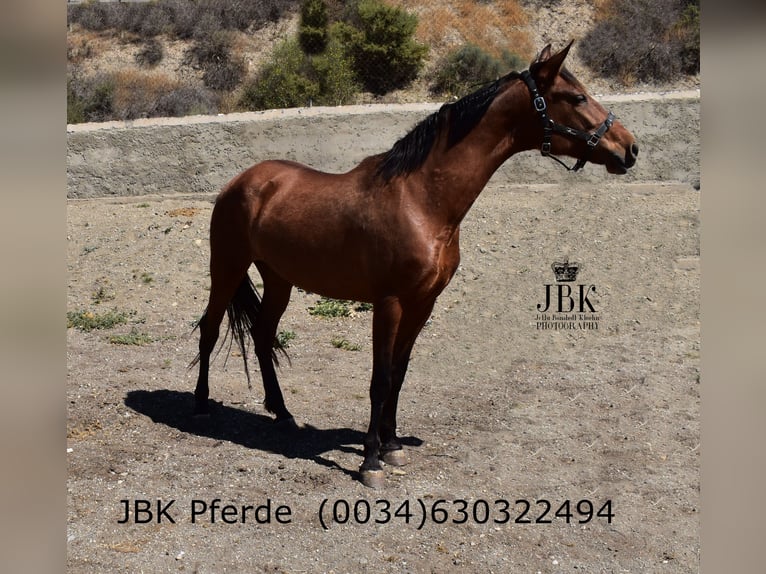 PRE Mix Klacz 6 lat 164 cm Gniada in Tabernas Almeria
