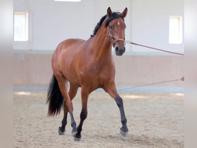 PRE Mix Klacz 6 lat 164 cm Gniada in Brilon