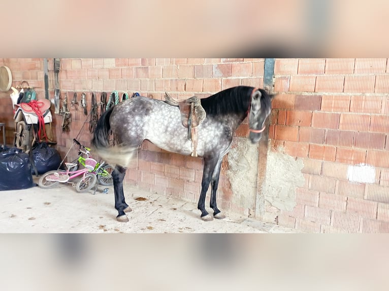 PRE Klacz 6 lat 165 cm Siwa jabłkowita in Aguilar De La Frontera