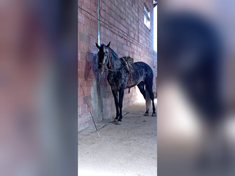 PRE Klacz 6 lat 165 cm Siwa jabłkowita in Aguilar De La Frontera