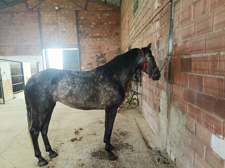 PRE Klacz 6 lat 165 cm Siwa jabłkowita in Aguilar De La Frontera
