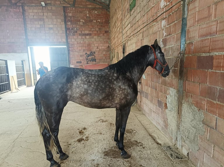 PRE Klacz 6 lat 165 cm Siwa jabłkowita in Aguilar De La Frontera