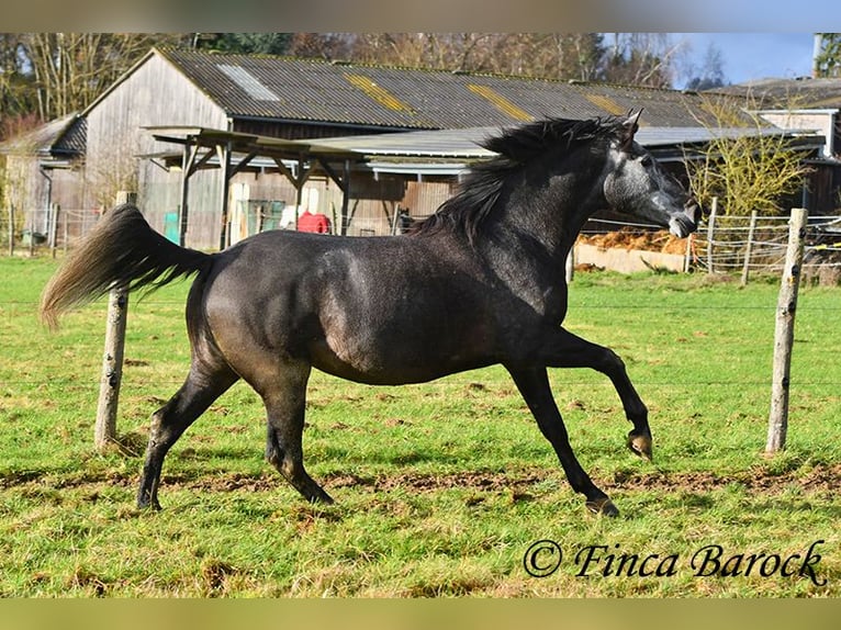 PRE Mix Klacz 6 lat 165 cm Siwa in Wiebelsheim