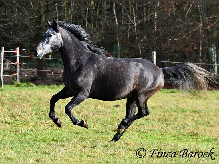 PRE Mix Klacz 6 lat 165 cm Siwa in Wiebelsheim