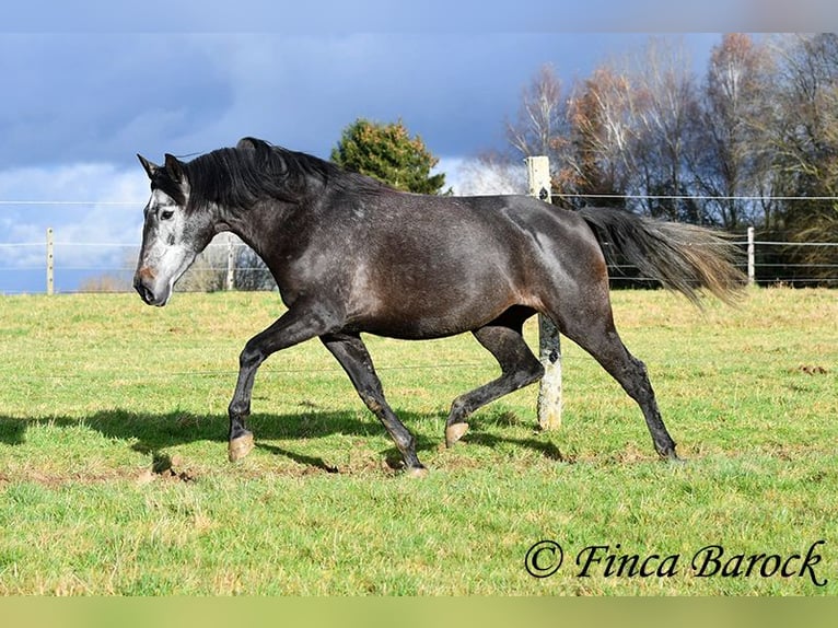 PRE Mix Klacz 6 lat 165 cm Siwa in Wiebelsheim