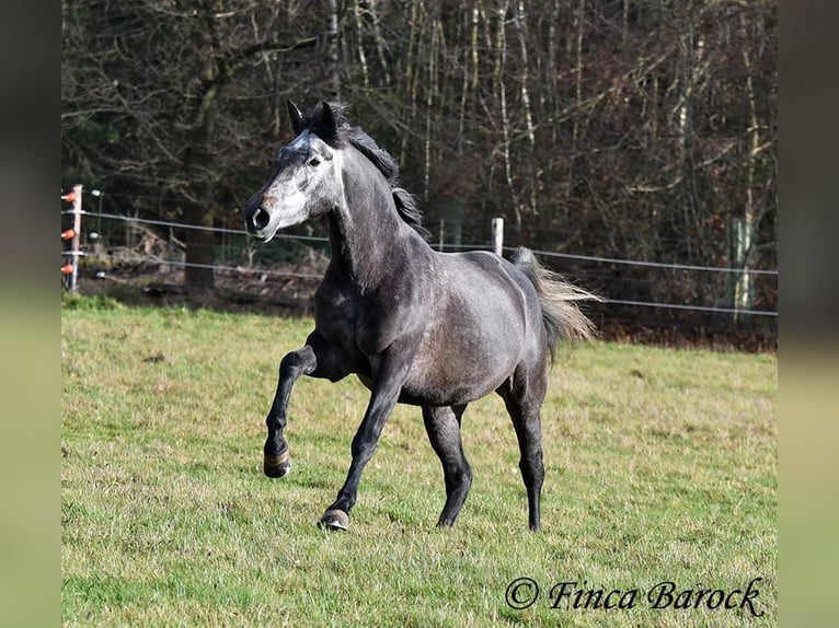 PRE Mix Klacz 6 lat 165 cm Siwa in Wiebelsheim